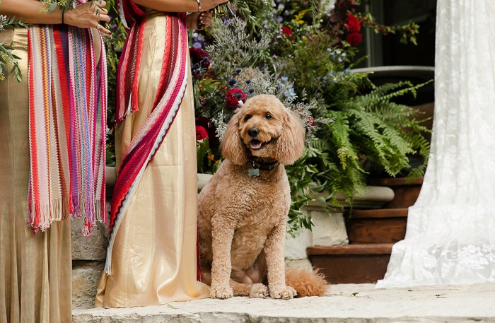 dog wedding attire