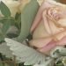 Couples starting planning wedding as state restrictions change