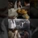 MC Kiều Phong- Intimate Wedding Long Vân- Love Story #weddinghost #wedding #destination #mc_damcuoi