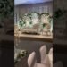 Exquisite Wedding Stage Design | White & Silver Sofa and Glamorous Chandelier ✨