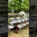 The Kentucky Wedding Venue – Ashford Acres Inn