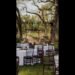 April Wedding at Rough and Ready Vineyards