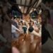 Flash Mob at Wedding! #dj #bayarea #wedding #remix #dance