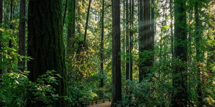 10 Rustic Wedding Venues in the Bay Area