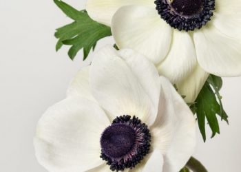 Rosaprima introduces Anemones | Florists’ Review