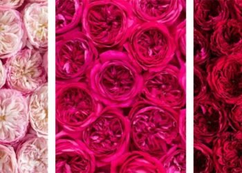 Trend Alert – Red & Pink