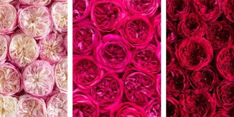 Trend Alert – Red & Pink