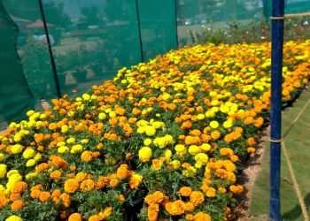 Flowers, Plants and Flower Decoration Show – Inspiring Ideas