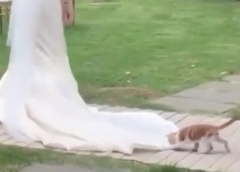 Cat plays with wedding dress… as she walks down the aisle