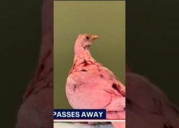 How The Gender Reveal Party & Wedding Industry Has Negative Effects On Wildlife 🎉🐦☣️ #genderreveal