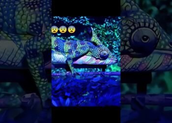 Creature 👽👽👽👽👽👻👻😨😨 #wedding #dj #dance #animallover #cat #dogs #puppy