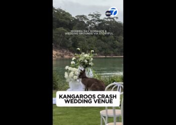 Kangaroos crash wedding venue!