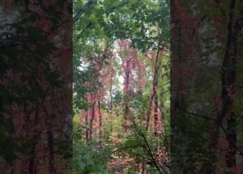 Wedding stage design by nature 😍relaxingmusic #naturelovers #nature beauty #foryou