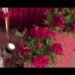 Royal Red Wedding Decor ❤️ | Luxurious Wedding Stage Design | Dream Wedding Setup 2026